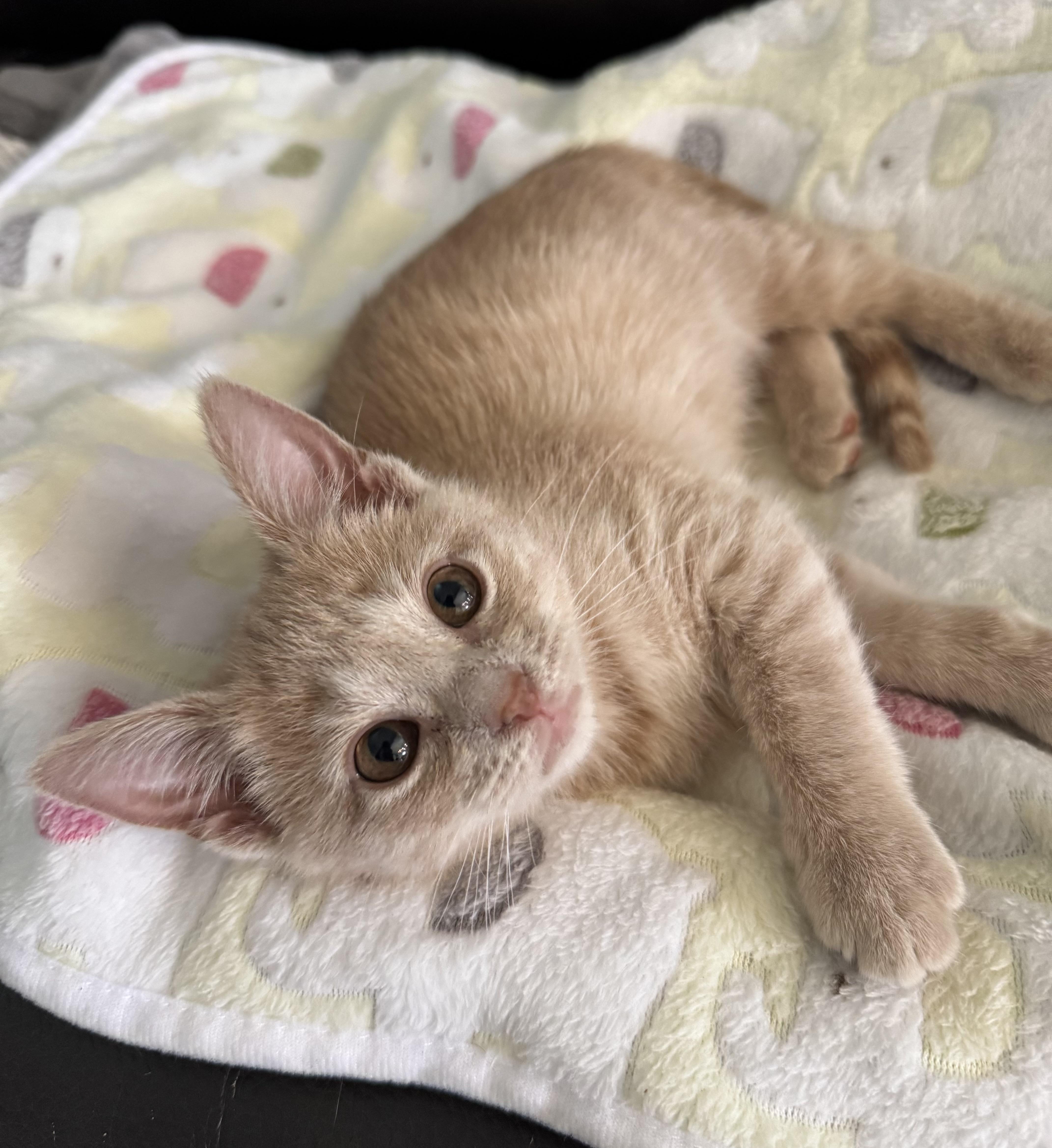 Enlarge Shortbread , an adopted Domestic Short Hair in Denver, CO image 4/6