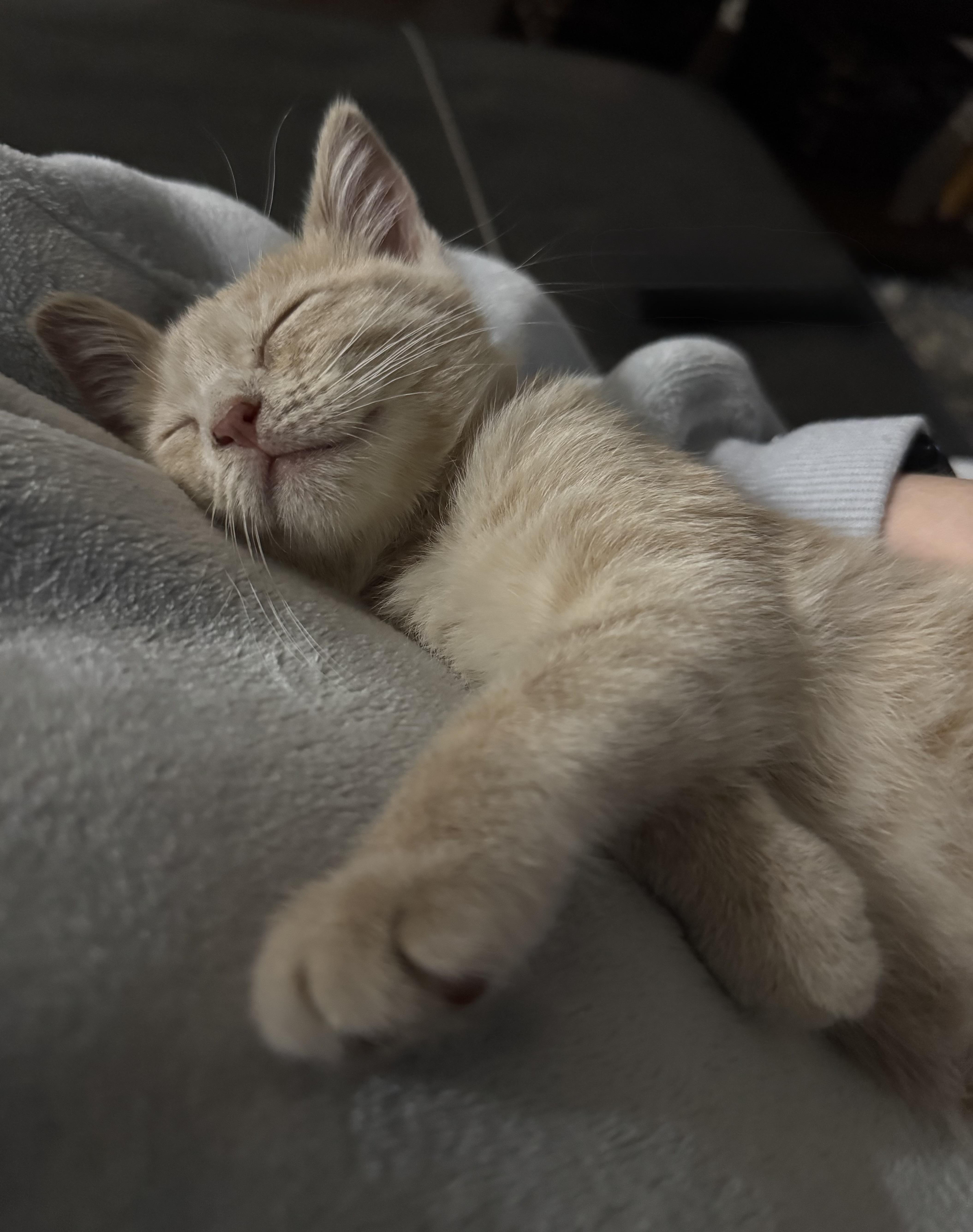 Enlarge Shortbread , an adopted Domestic Short Hair in Denver, CO image 2/6