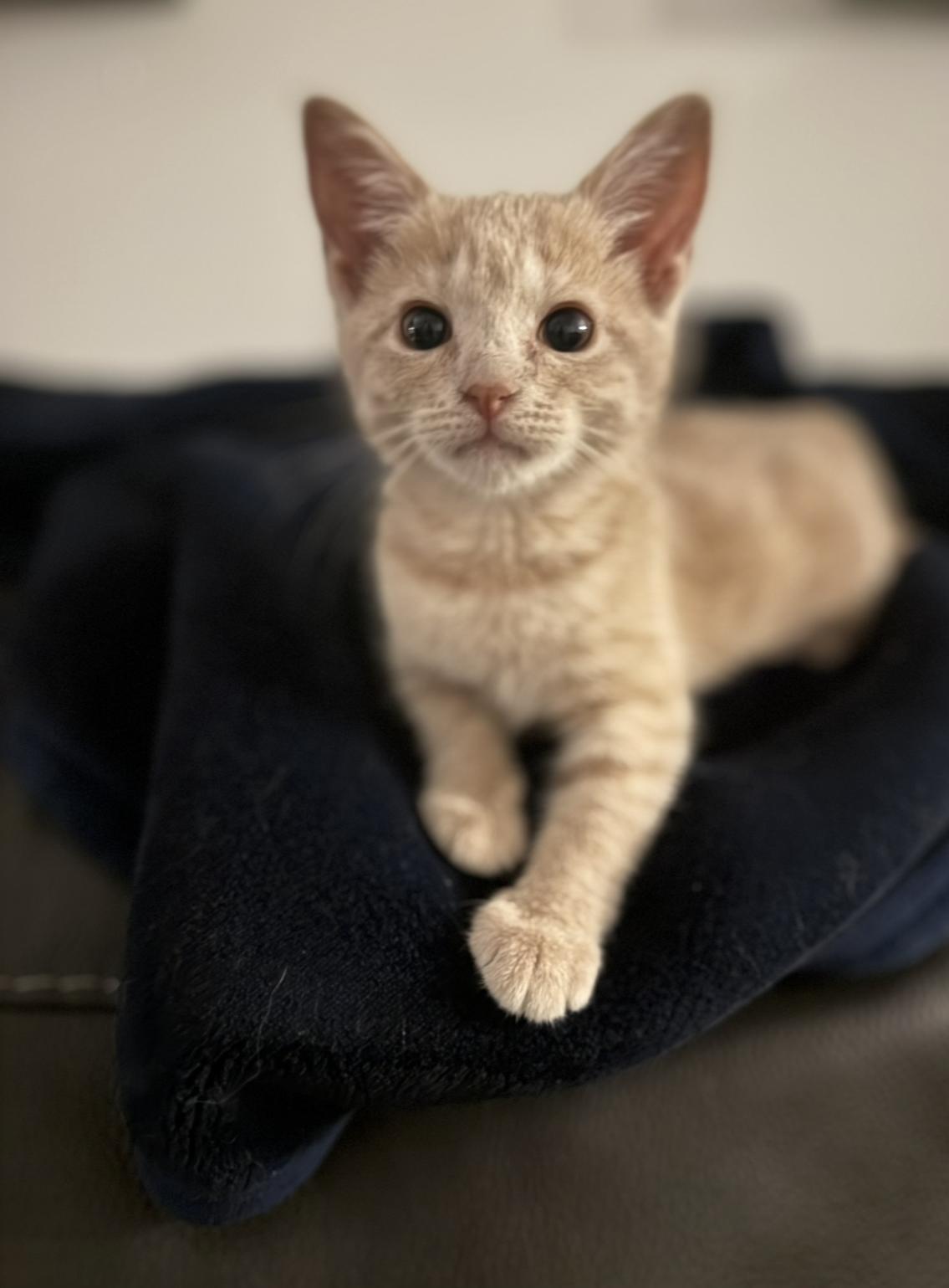 Enlarge Shortbread , an adopted Domestic Short Hair in Denver, CO image 5/6