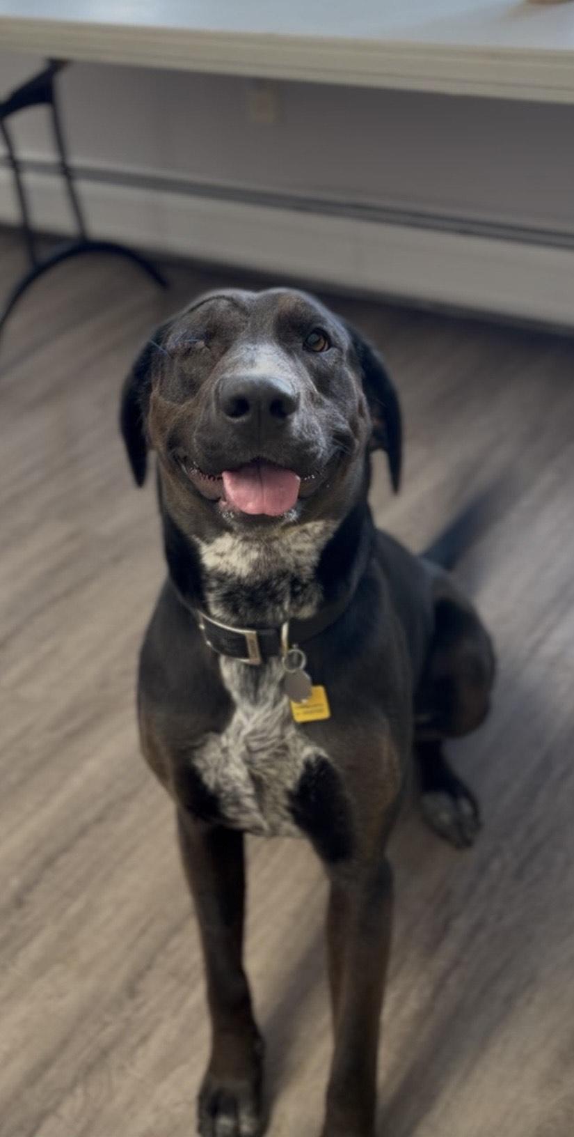 Gabby , ADOPTABLE, Adult Female Black Labrador Retriever & Hound.