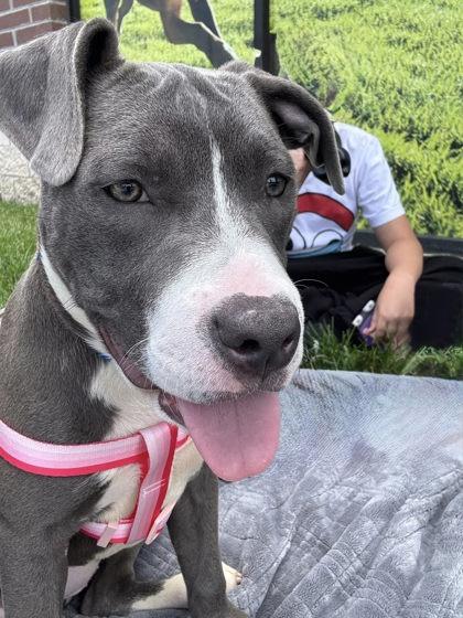 Pie, Adoptable, Puppy Female Mixed Breed & Mixed Breed.