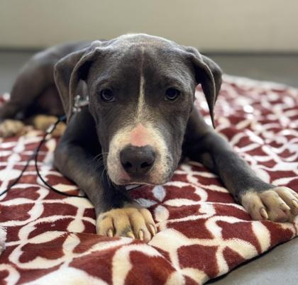 Pie, a Adoptable mixed breed in Hobart, IN image 2/3