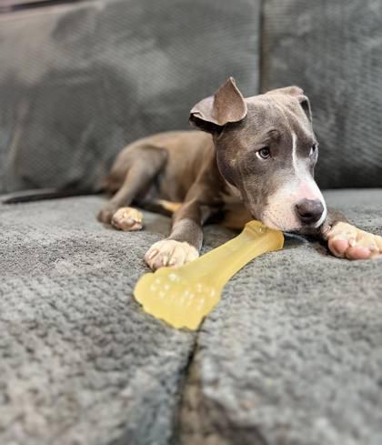 Pie, a Adoptable mixed breed in Hobart, IN image 3/3