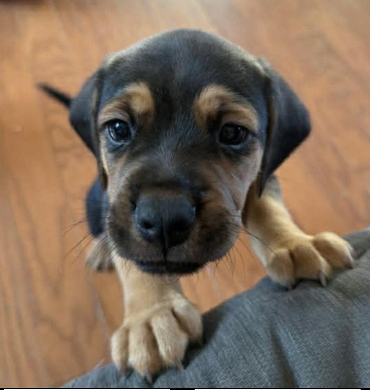 Enlarge Buster, a Adopted Beagle in Barnhart, MO image 1/3