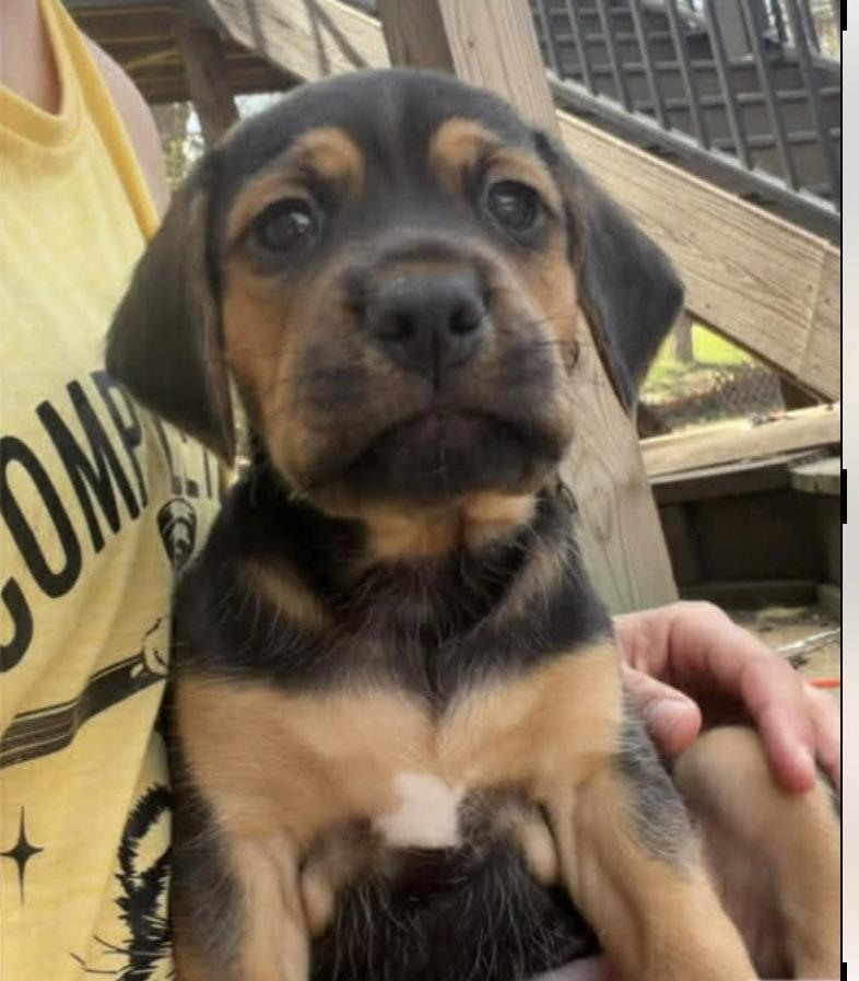 Enlarge Buster, a Adopted Beagle in Barnhart, MO image 2/3