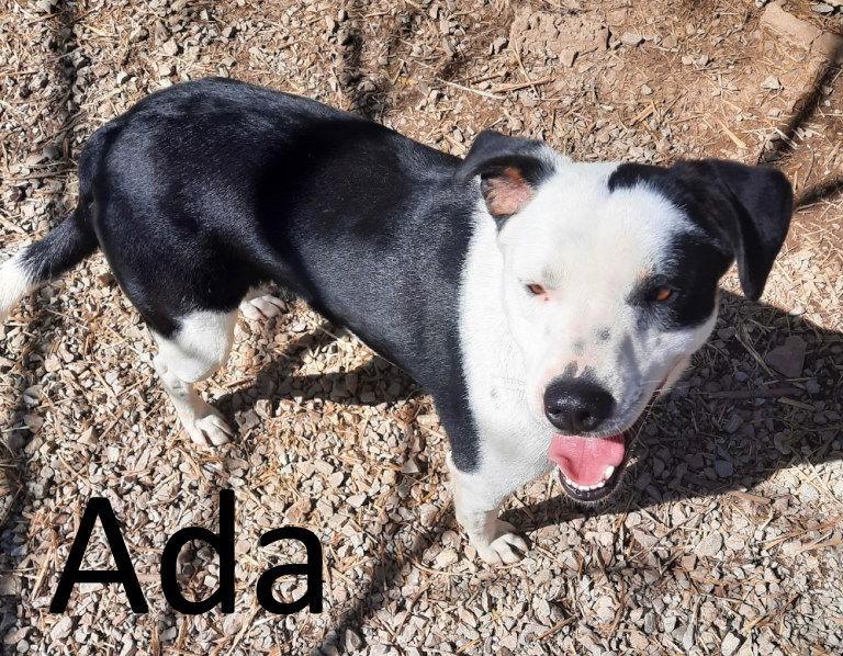 Enlarge Ada, a Adoptable mixed breed in Mountain View, AR image 2/3