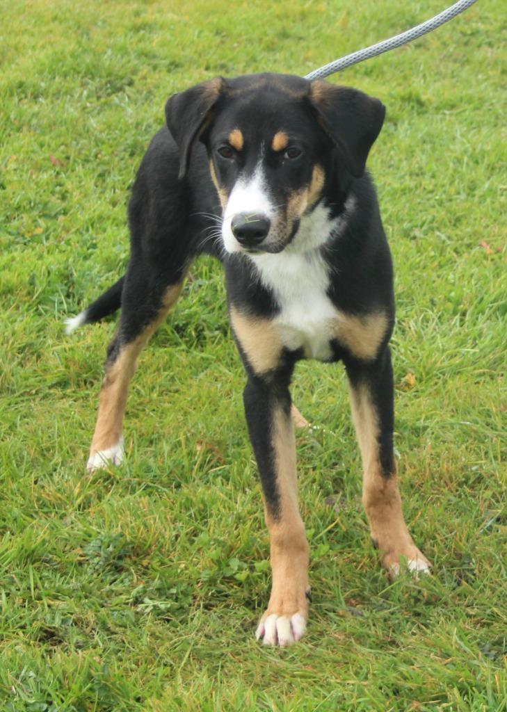Trinidad, Adoptable, Young Male Border Collie & Mixed Breed.