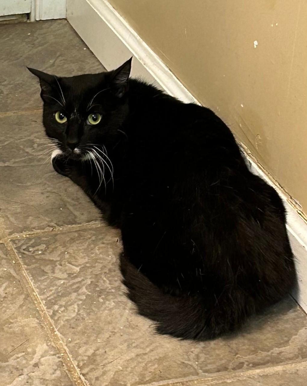 Enlarge Little Feet, a Adoptable Domestic Short Hair in Sayreville, NJ image 1/1