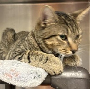 Hawk, a ADOPTABLE Domestic Short Hair in Braintree, MA image 3/6