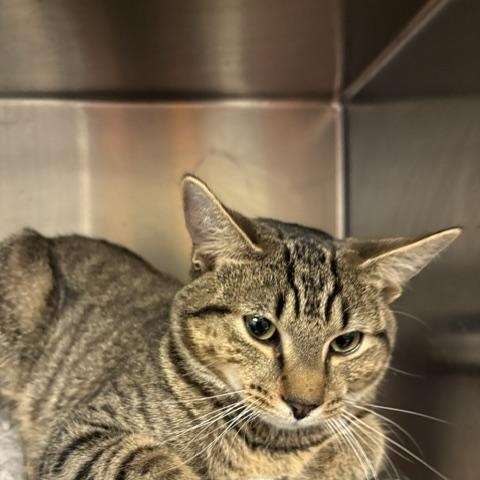 Hawk, a ADOPTABLE Domestic Short Hair in Braintree, MA image 4/6