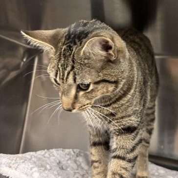 Hawk, a ADOPTABLE Domestic Short Hair in Braintree, MA image 2/6