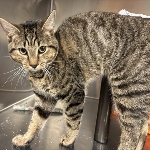 Hawk, a ADOPTABLE Domestic Short Hair in Braintree, MA image 6/6