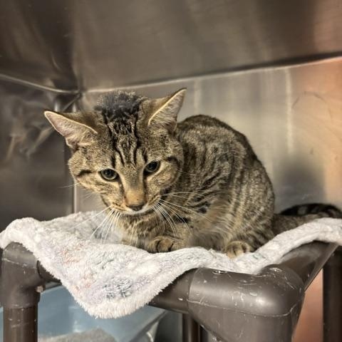 Hawk, a ADOPTABLE Domestic Short Hair in Braintree, MA image 5/6