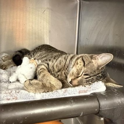 Hawk, ADOPTABLE, Young Male Domestic Short Hair.