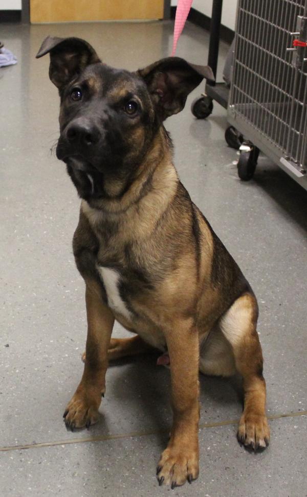 Pen 103 Macho, Adoptable, Adult Male German Shepherd Dog.