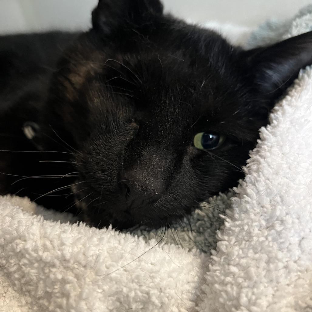 River, Adoptable, Adult Male Domestic Short Hair.