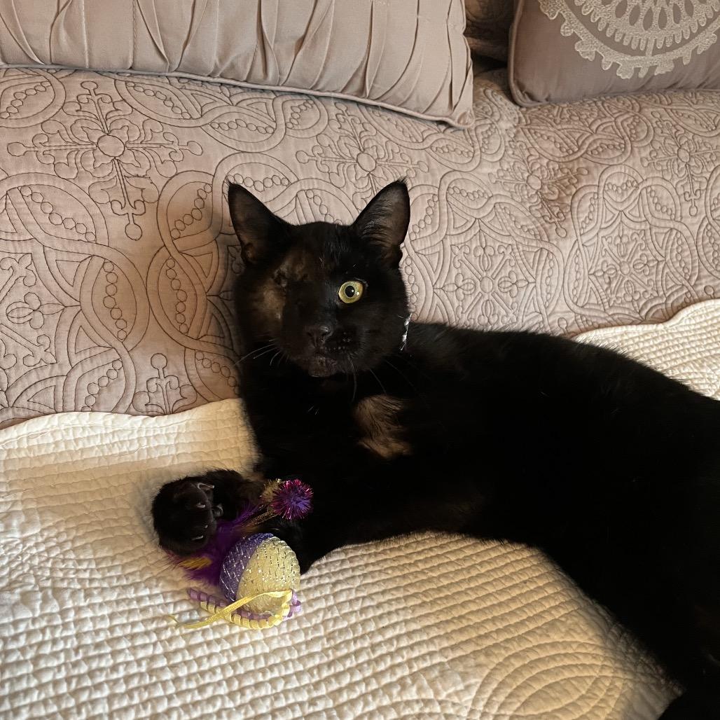 Enlarge River, a Adoptable Domestic Short Hair in Calverton, NY image 2/5