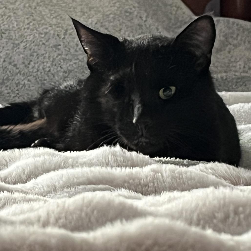 Enlarge River, a Adoptable Domestic Short Hair in Calverton, NY image 3/5