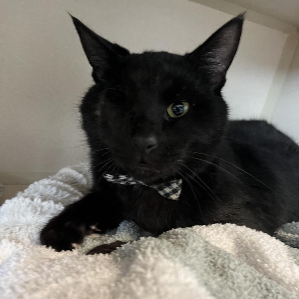 Enlarge River, a Adoptable Domestic Short Hair in Calverton, NY image 4/5