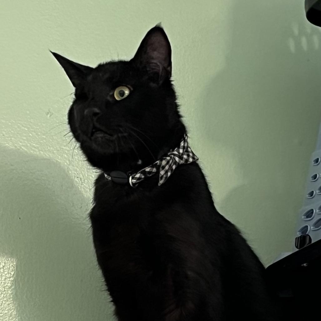 Enlarge River, a Adoptable Domestic Short Hair in Calverton, NY image 5/5