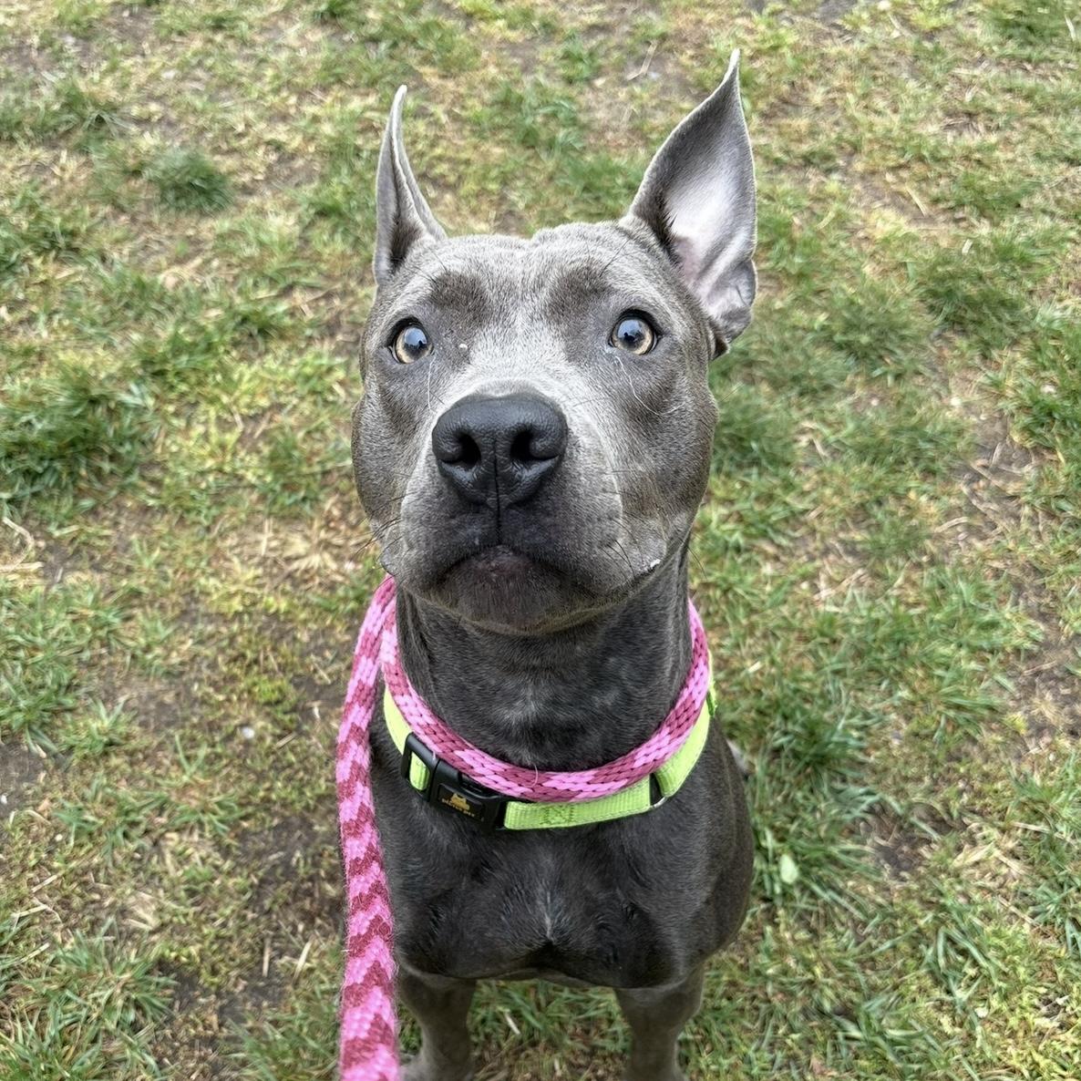 Enlarge Lyric, a ADOPTABLE mixed breed in Eatontown, NJ image 5/6