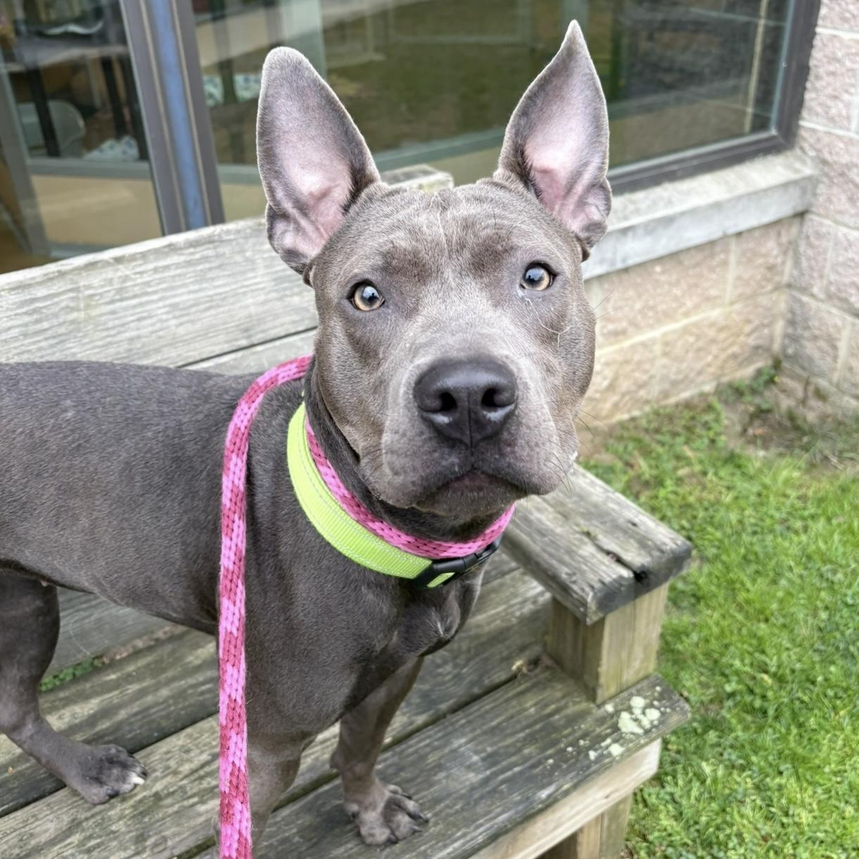 Lyric, ADOPTABLE, Adult Female Pit Bull Terrier.