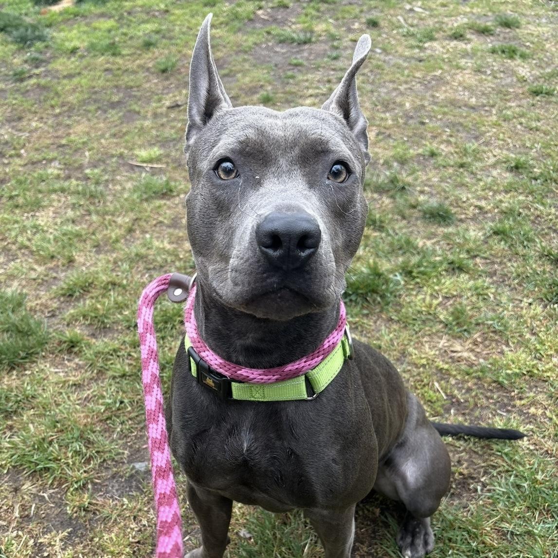Enlarge Lyric, a ADOPTABLE mixed breed in Eatontown, NJ image 3/6