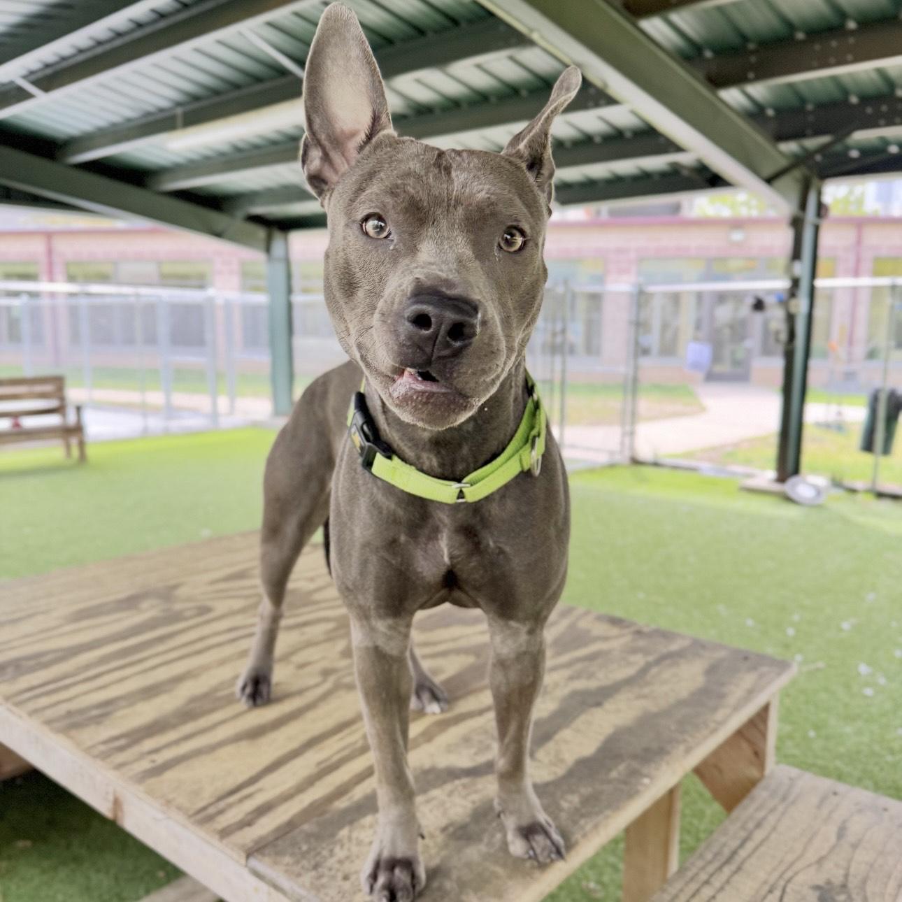 Enlarge Lyric, a ADOPTABLE mixed breed in Eatontown, NJ image 4/6