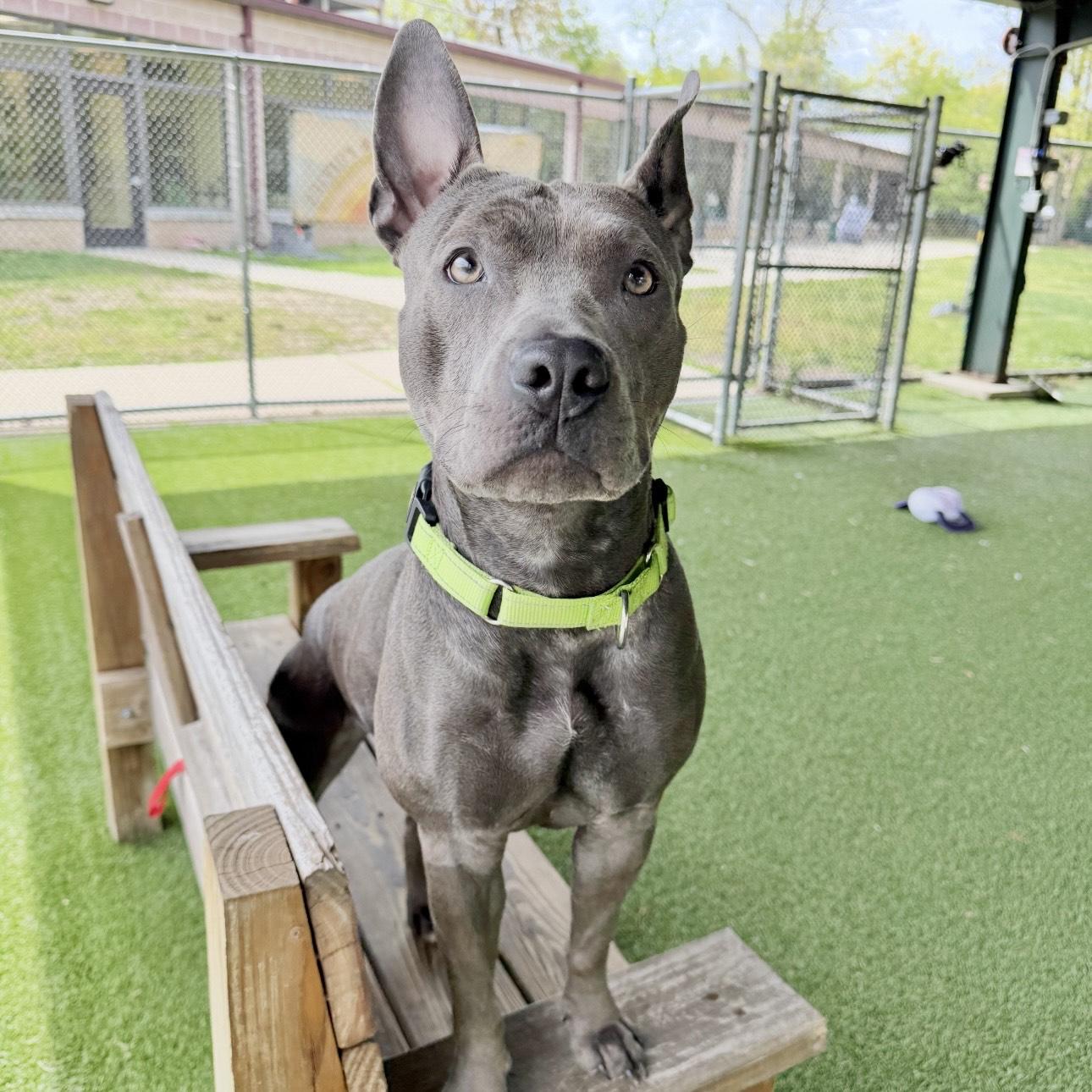Enlarge Lyric, a ADOPTABLE mixed breed in Eatontown, NJ image 6/6