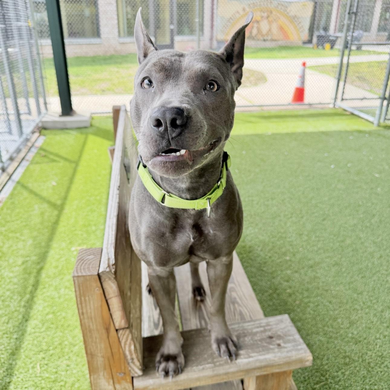 Enlarge Lyric, a ADOPTABLE mixed breed in Eatontown, NJ image 2/6