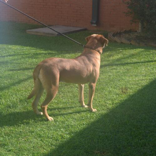 Rosalynn Red, Adoptable, Adult Female Mastiff & Chocolate Labrador Retriever.