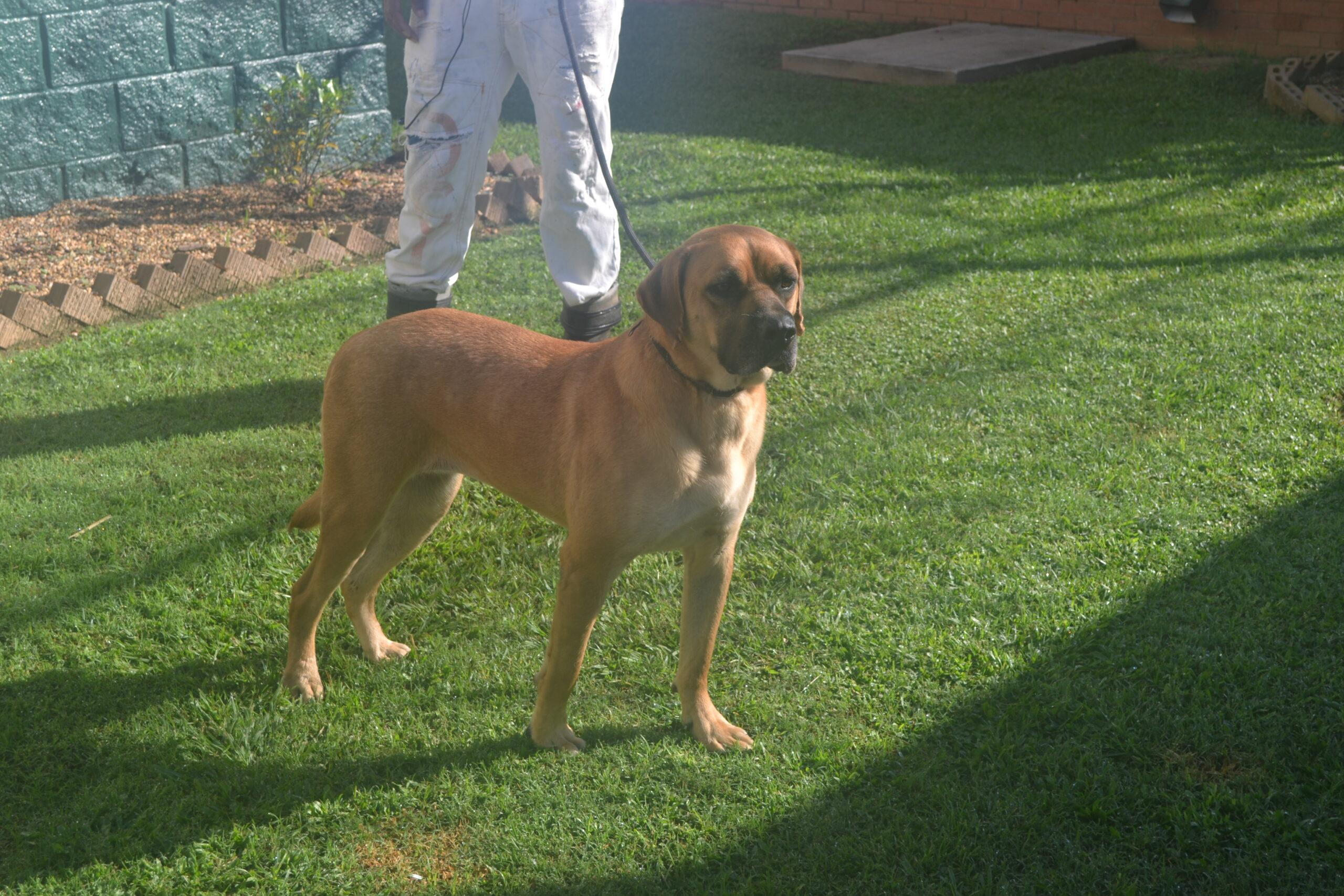 Enlarge Rosalynn Red, a Adoptable mixed breed in Jackson, LA image 2/2