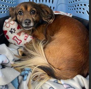 Enlarge Ludwig von Bethoven, a Adoptable Papillon in Spring, TX image 3/5