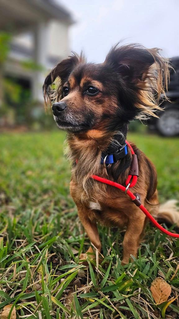 Enlarge Ludwig von Bethoven, a Adoptable Papillon in Spring, TX image 4/5