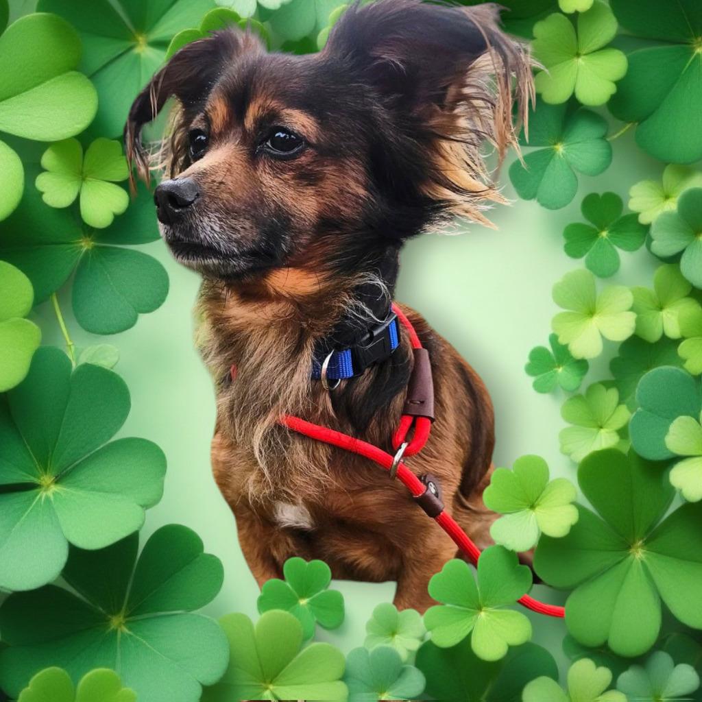 Enlarge Ludwig von Bethoven, a Adoptable Papillon in Spring, TX image 5/5