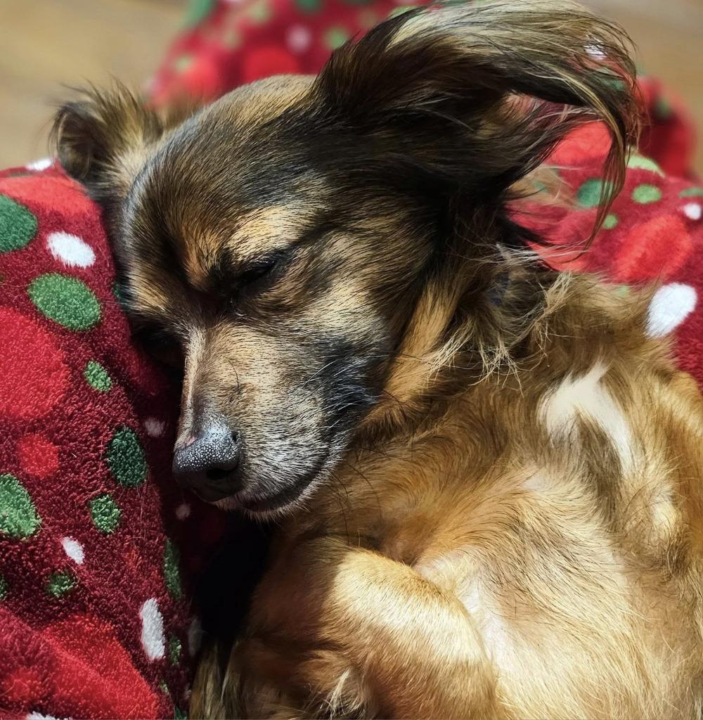Enlarge Ludwig von Bethoven, a Adoptable Papillon in Spring, TX image 5/5