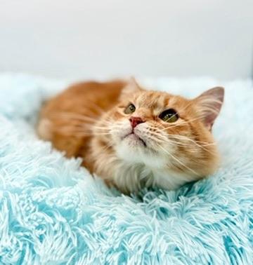 Leda (three legs), a Adoptable Domestic Long Hair in Covington, LA image 4/6