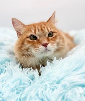 Leda (three legs), a Adoptable Domestic Long Hair in Covington, LA image 6/6