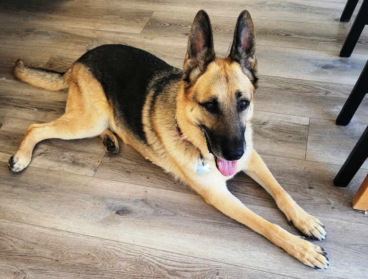 Riley, Adoptable, Adult Male German Shepherd Dog.