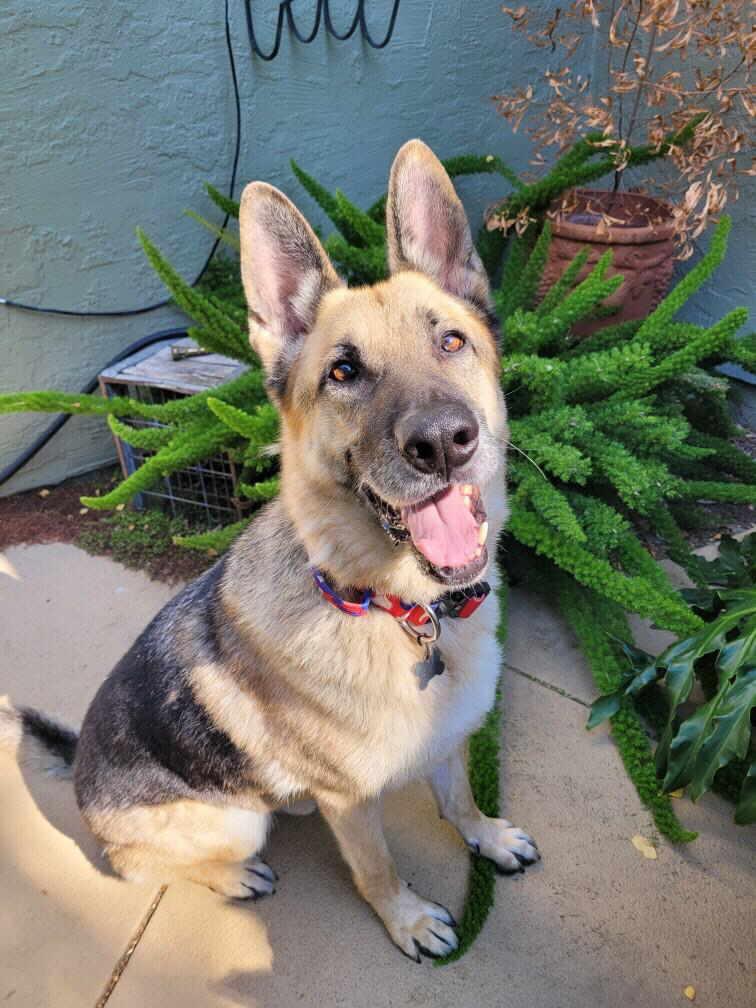 Enlarge Riley, a Adoptable German Shepherd Dog in Pleasant Grove, CA image 2/3