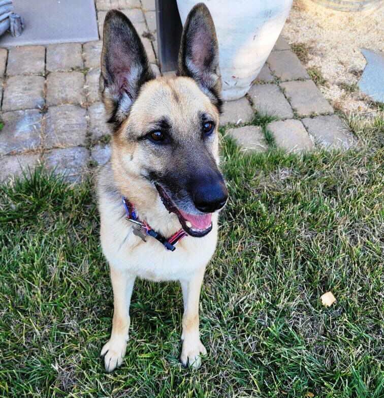 Enlarge Riley, a Adoptable German Shepherd Dog in Pleasant Grove, CA image 3/3