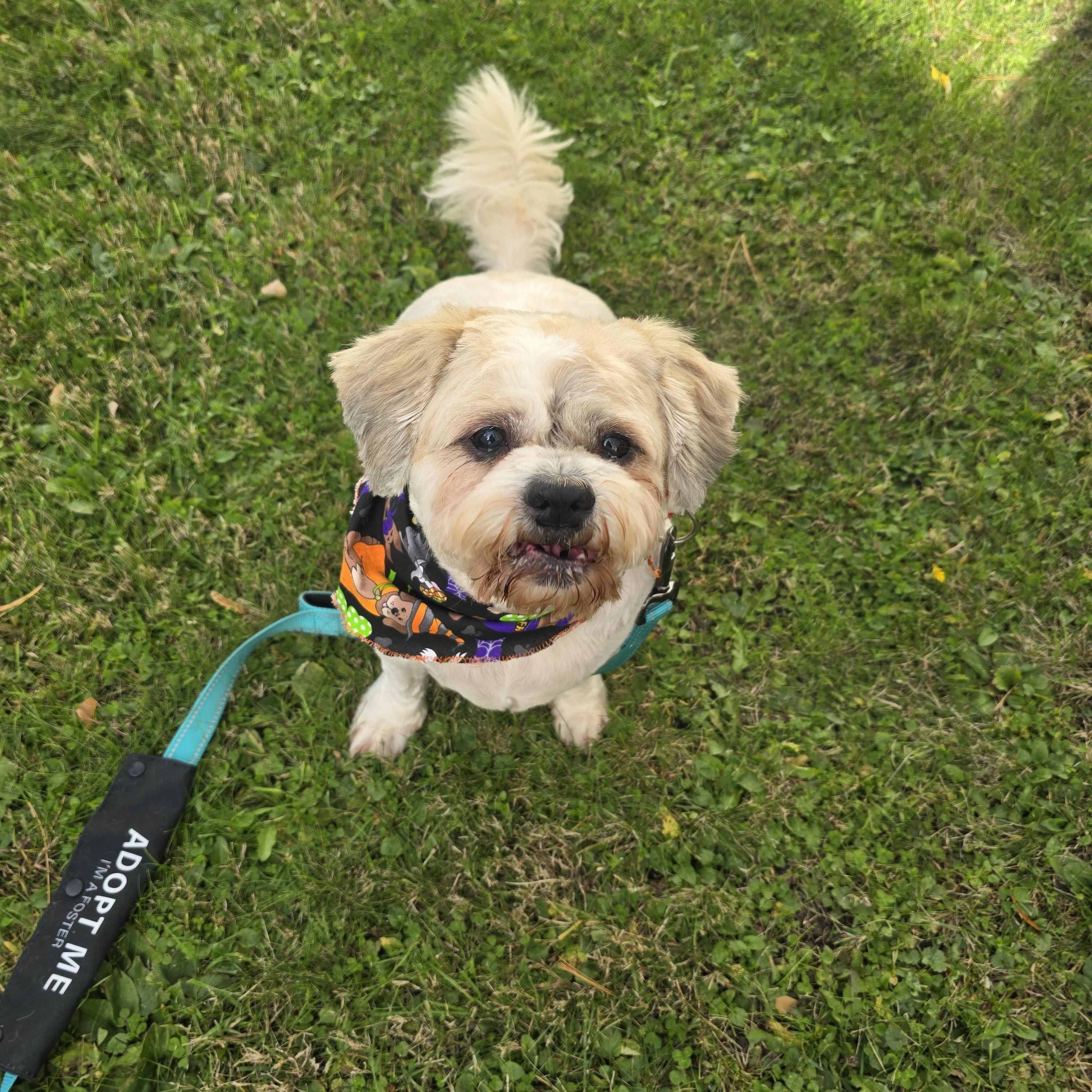 Bear, Adopted, Adult Male Shih Tzu.