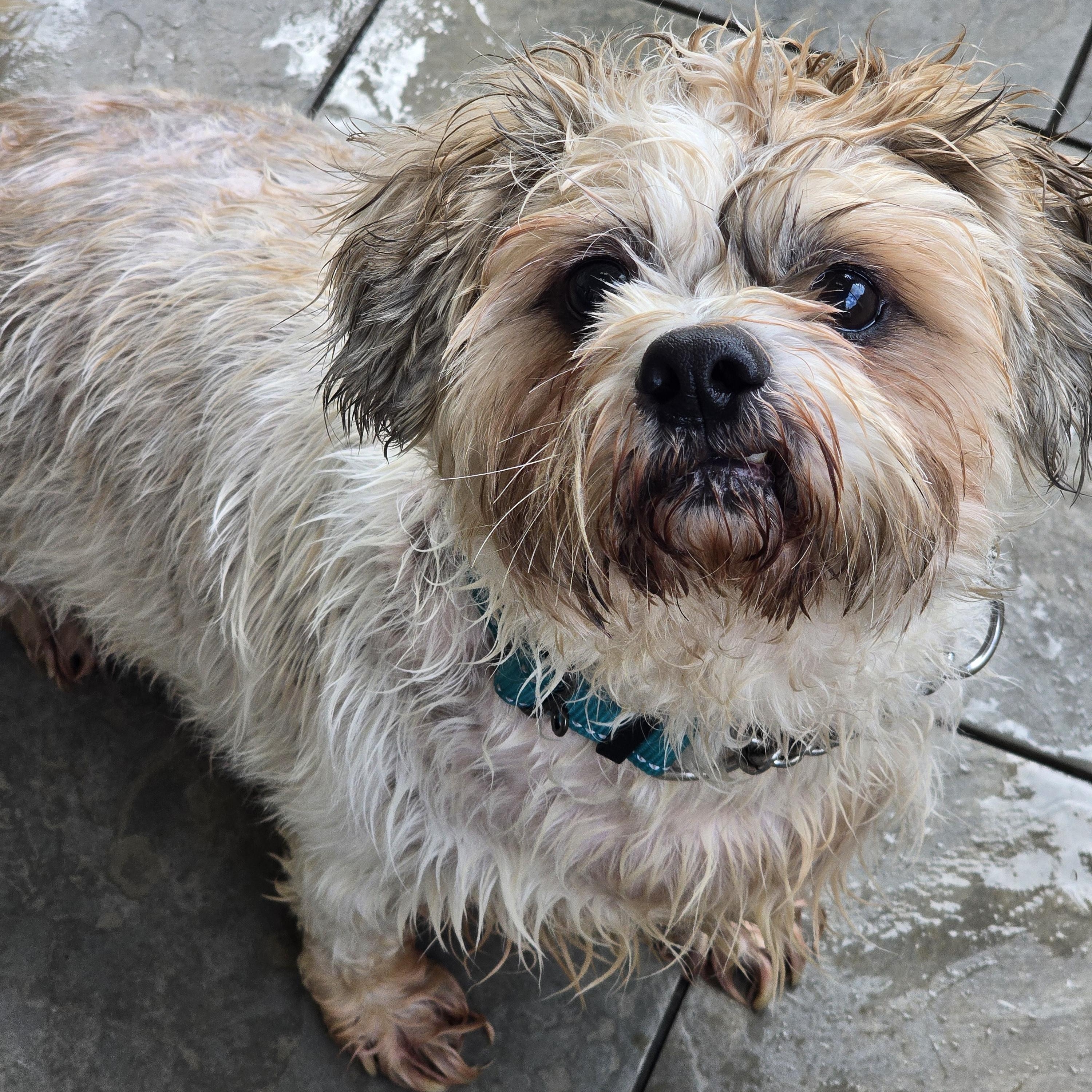 Bear, a Adopted Shih Tzu in Athens, NY image 2/4
