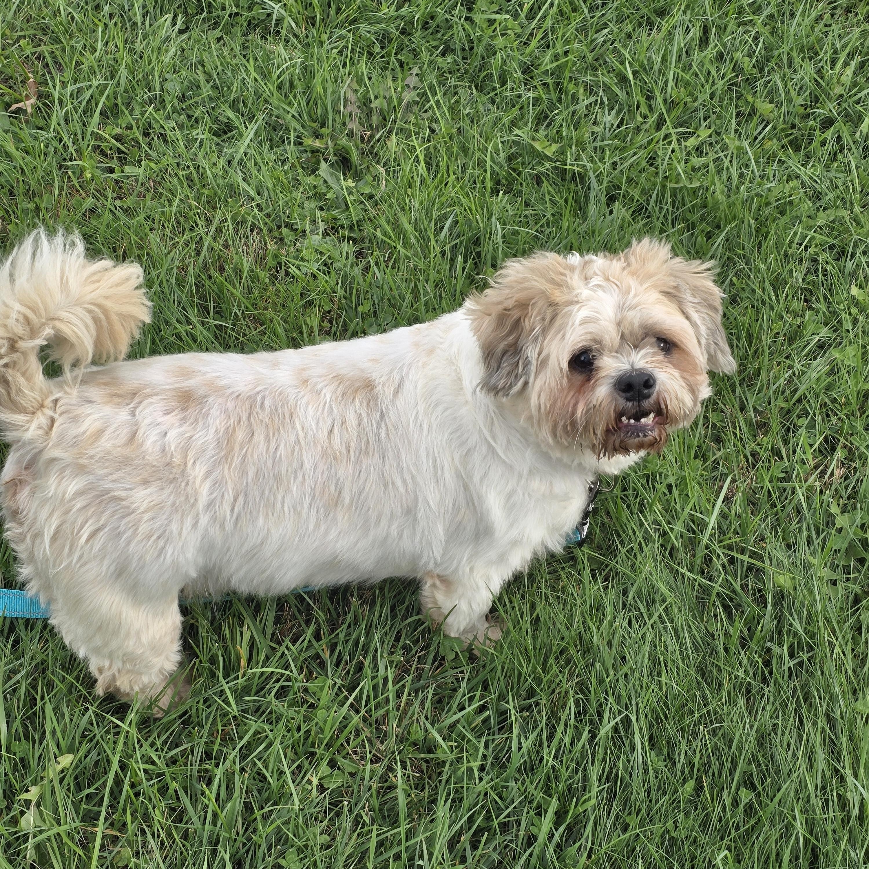 Bear, a Adopted Shih Tzu in Athens, NY image 3/4