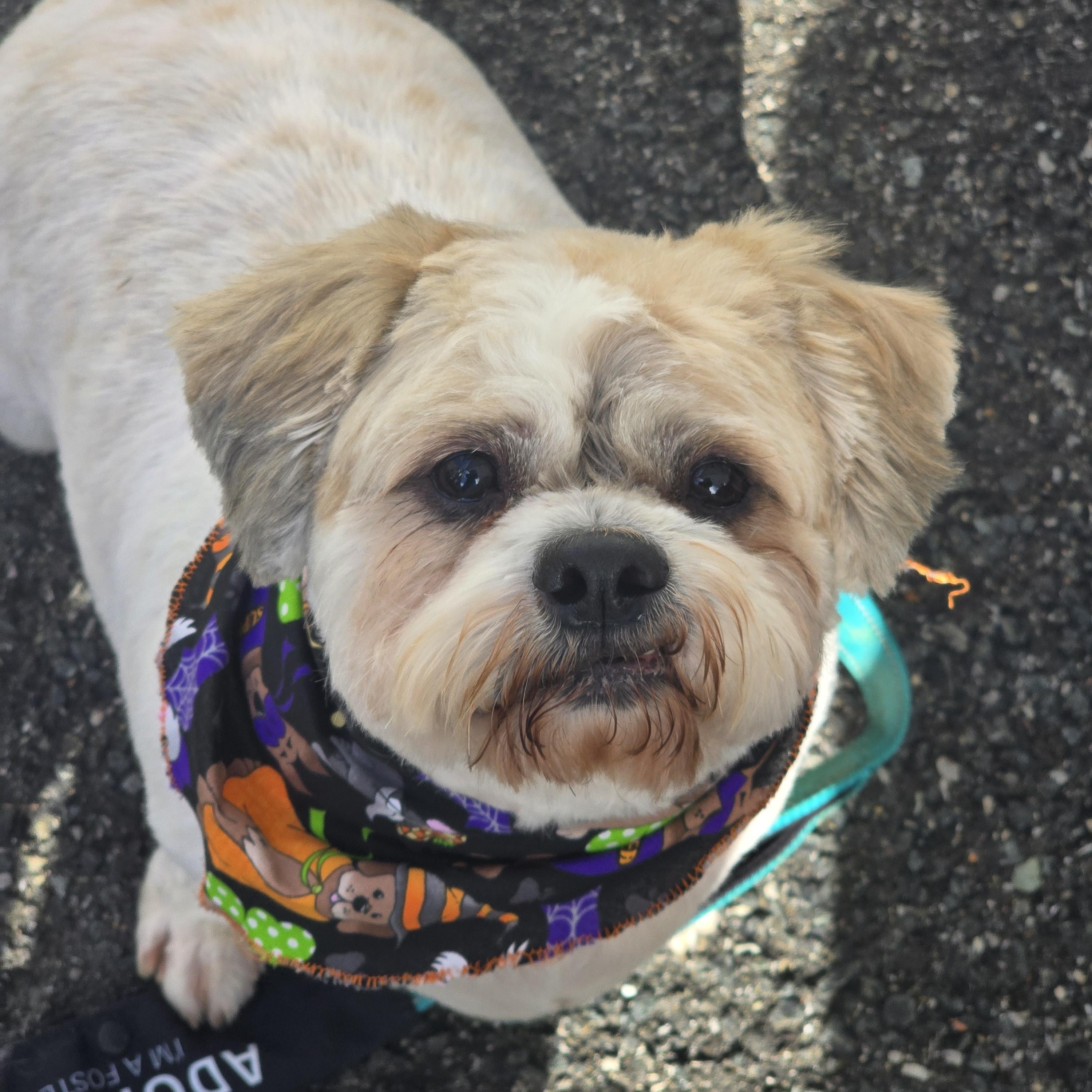 Bear, a Adopted Shih Tzu in Athens, NY image 4/4