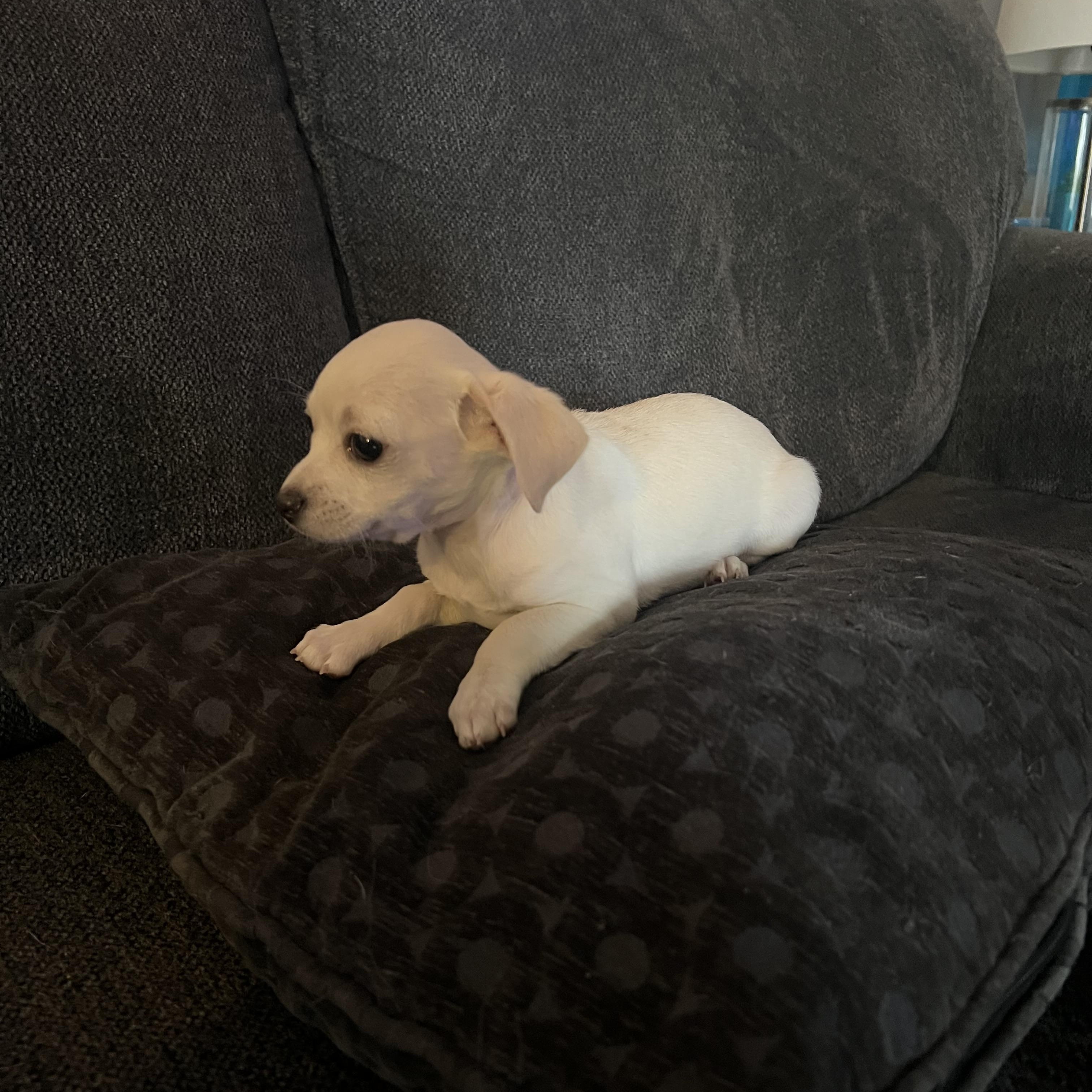 Enlarge Bambam , an adopted mixed breed in Sequatchie, TN image 3/4