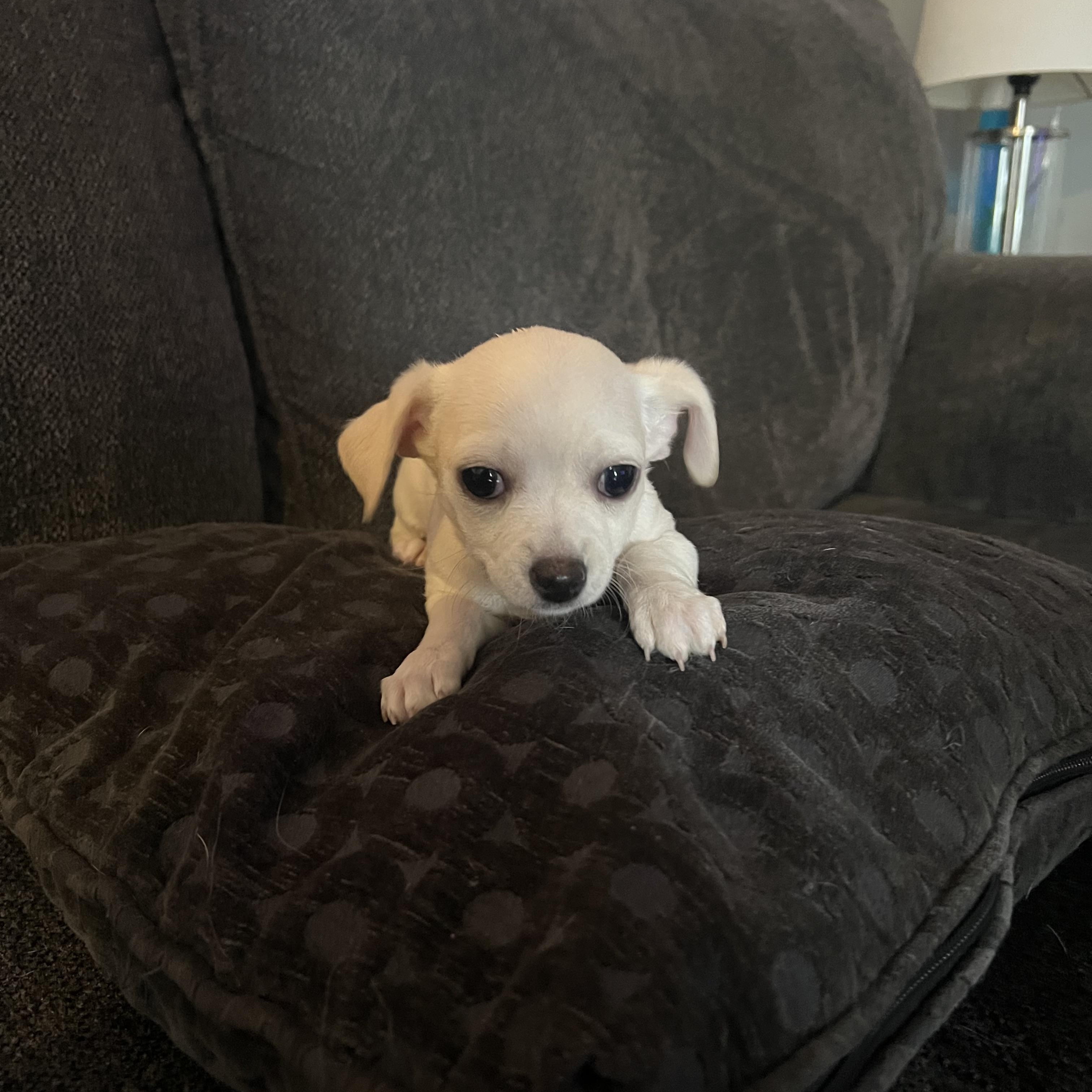 Enlarge Bambam , an adopted mixed breed in Sequatchie, TN image 4/4