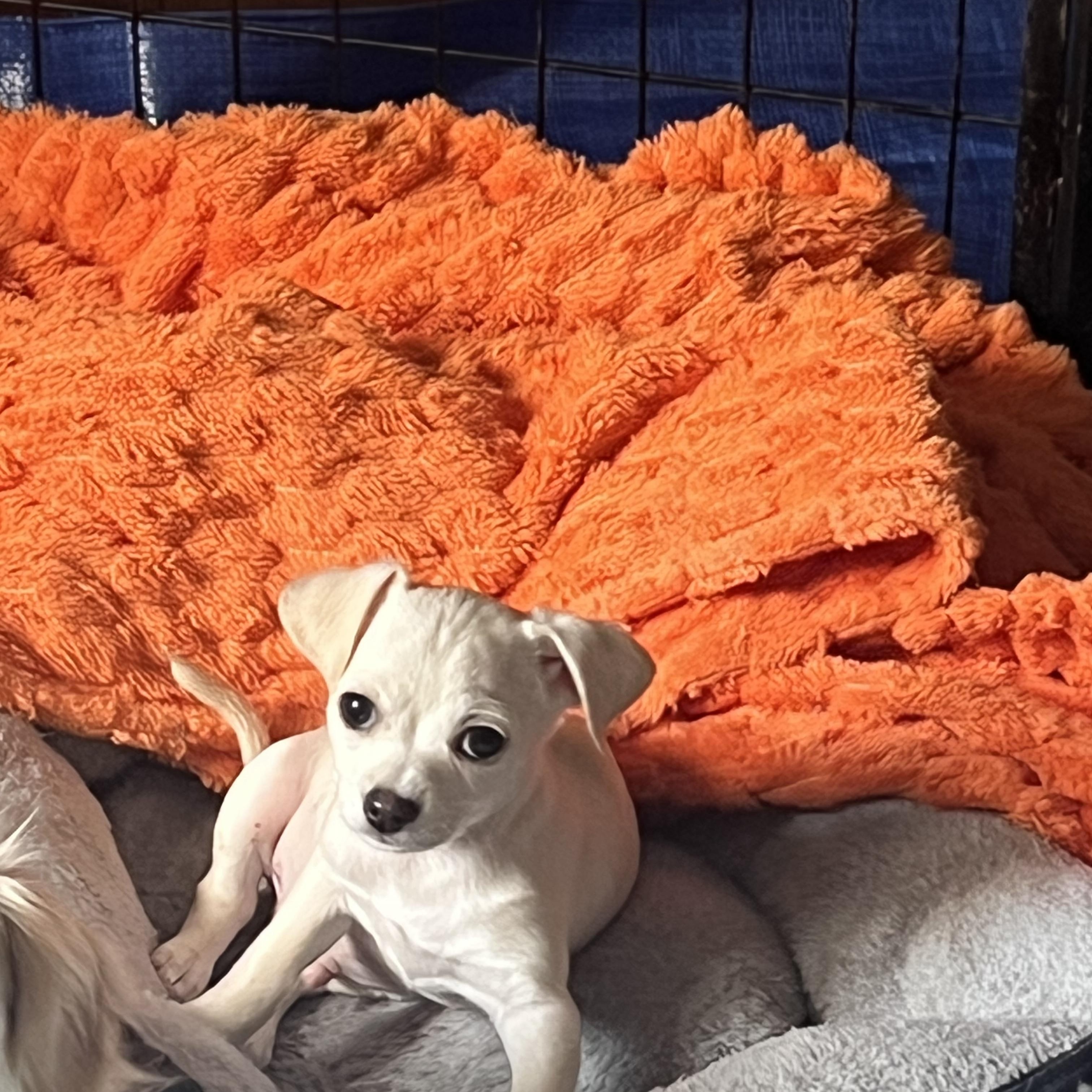 Bambam , adopted, Puppy Male Chihuahua & Pekingese.