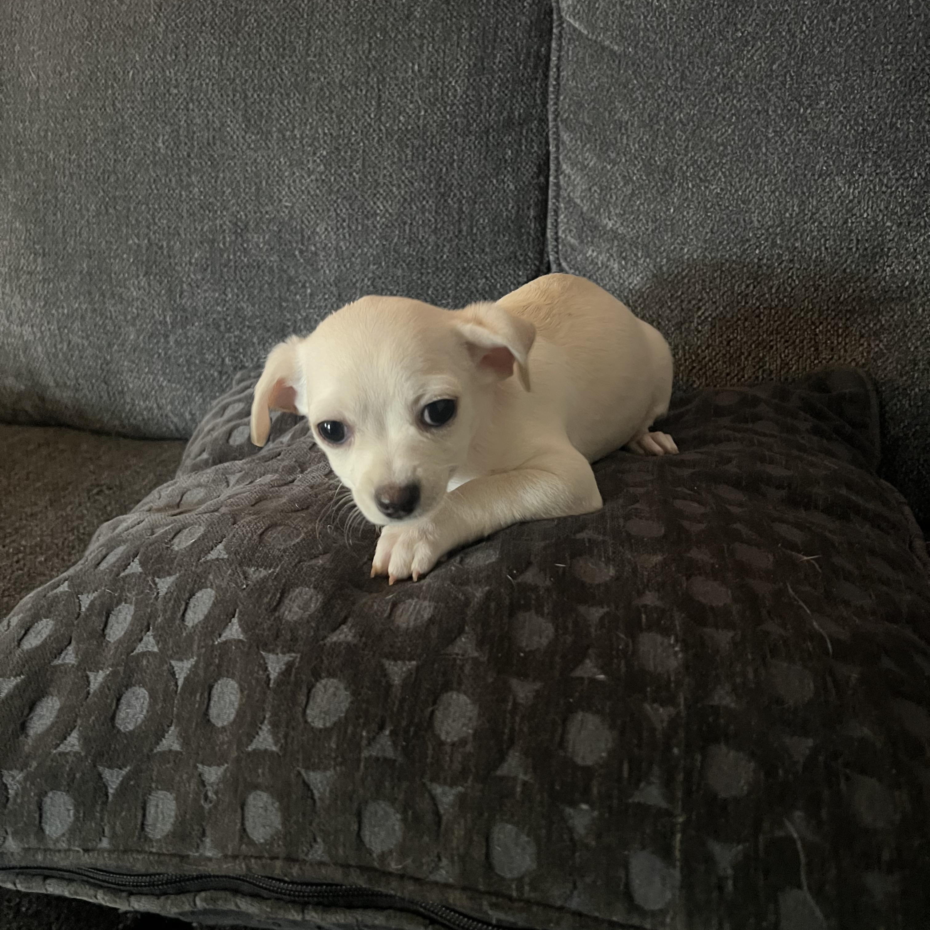 Enlarge Bambam , an adopted mixed breed in Sequatchie, TN image 2/4