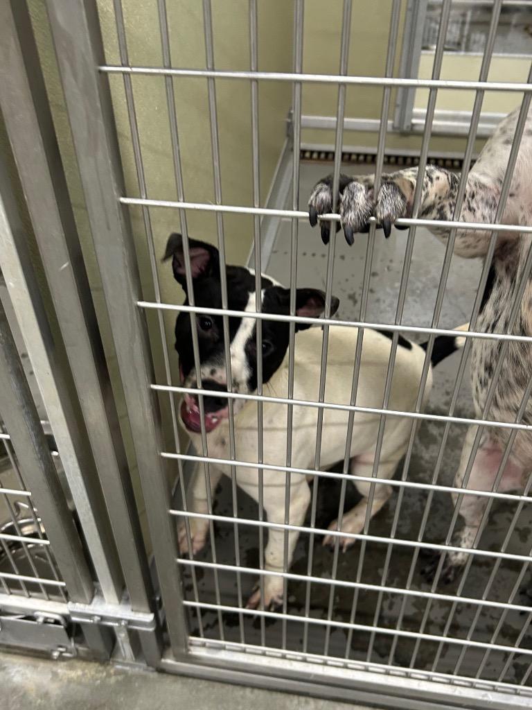Birch, Adoptable, Puppy Male Pointer & Pit Bull Terrier.